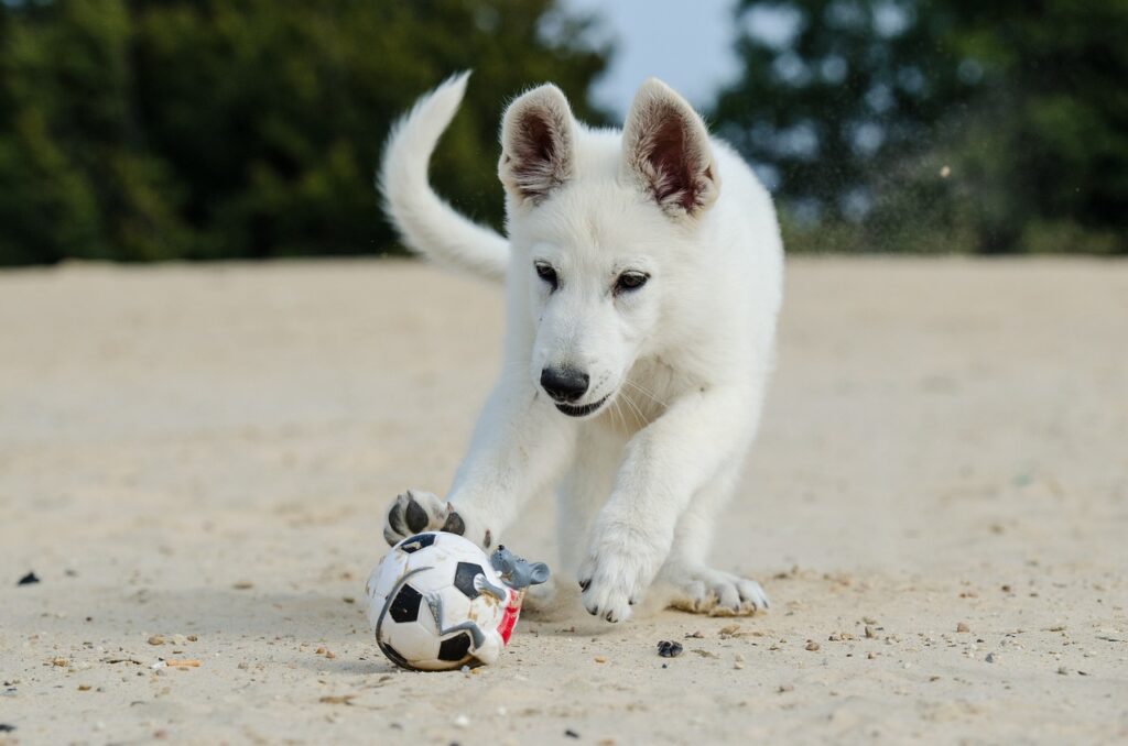 white shepherd dog, puppy, dog puppy-662744.jpg